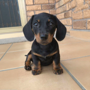Dachshunds - Copy - imported puppies