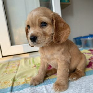 English Cocker Spaniel
