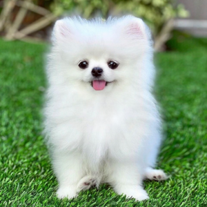White Pom