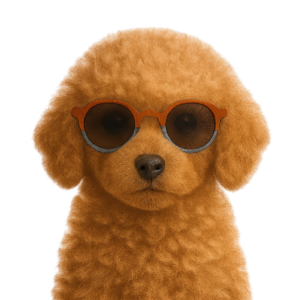 Toy poodle