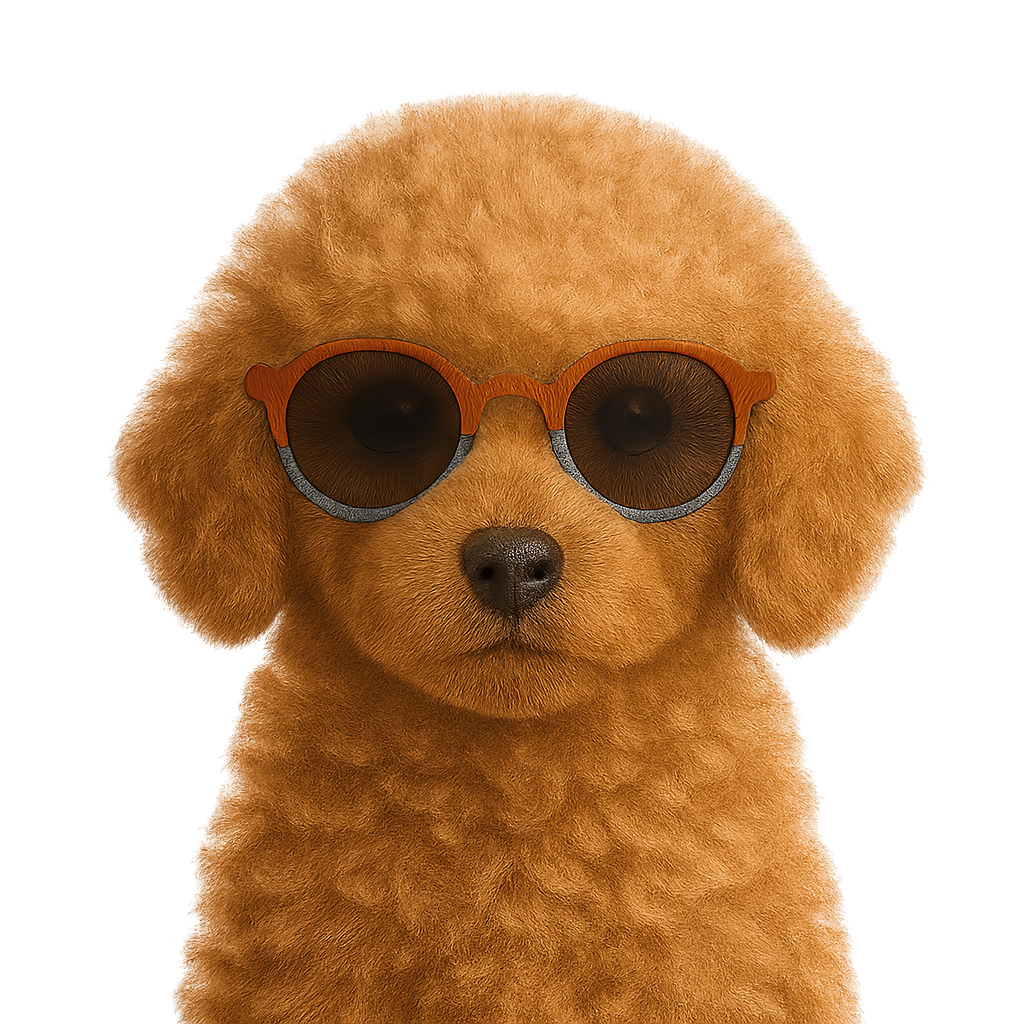 Toy poodle