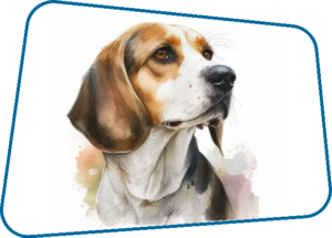 Beagle