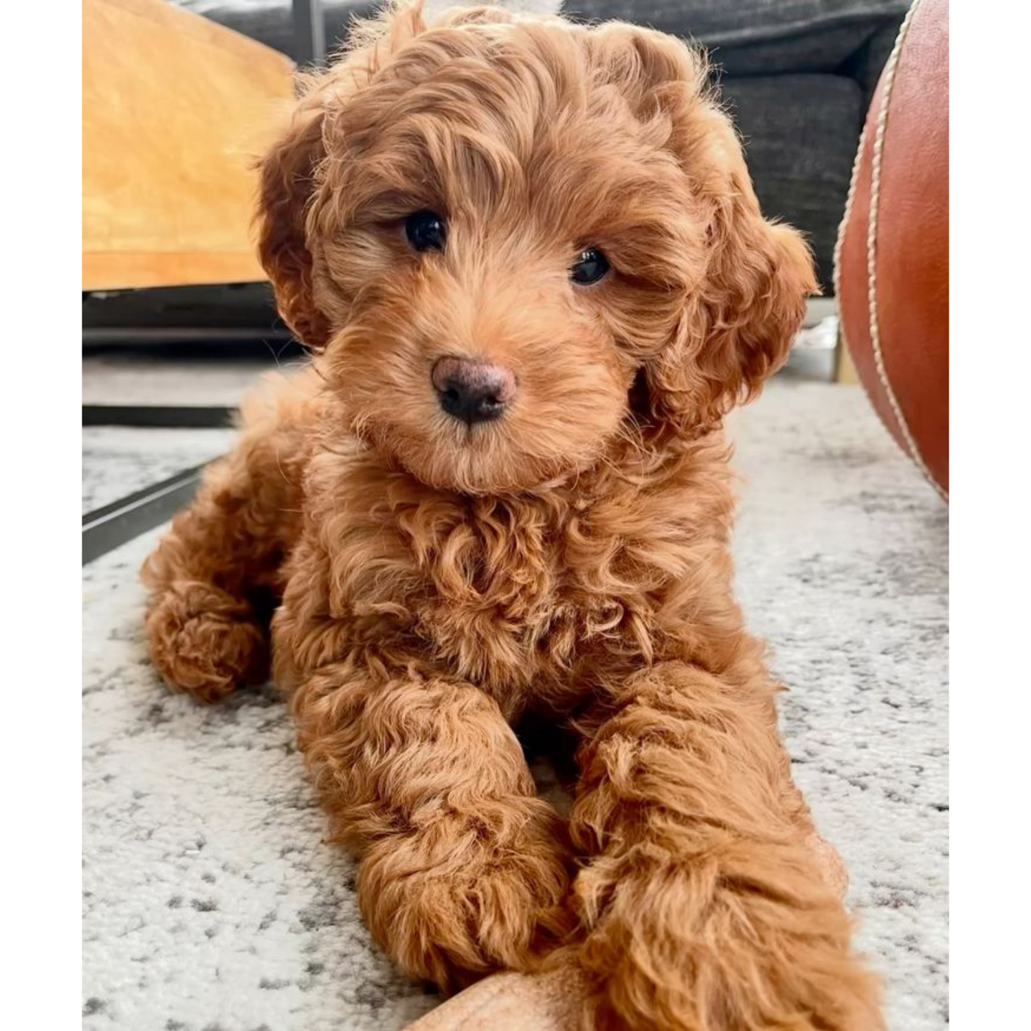 Cavapoo