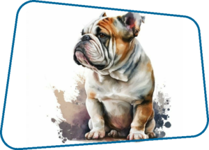 ENGLISH BULLDOG