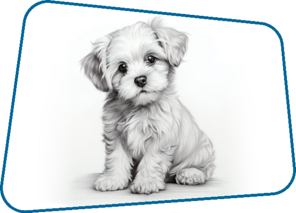 Maltese