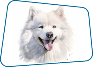 SAMOYED