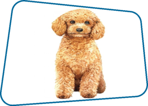 TOY POODLE