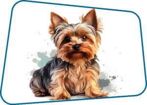 YORKIE