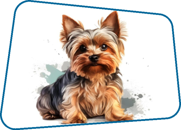 Yorkie