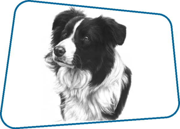 Border collie