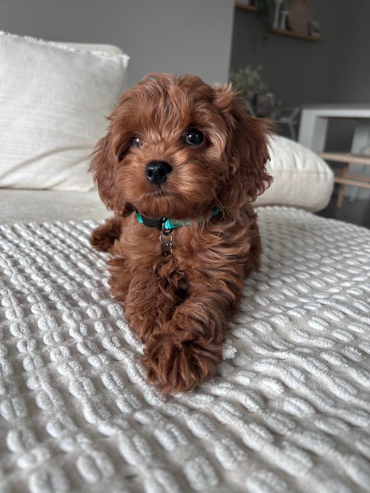 Cavapoo - Image 3