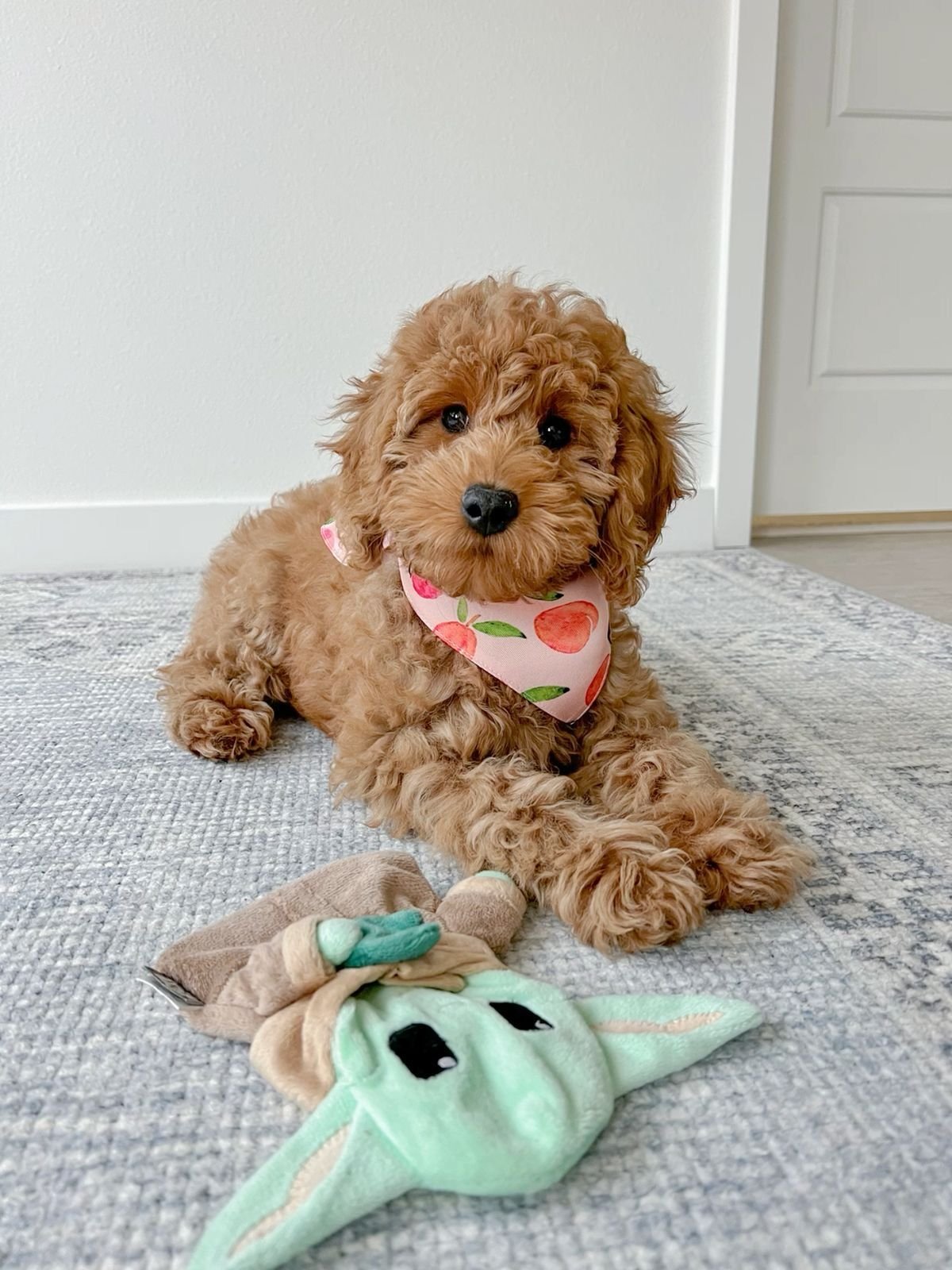 Cavapoo - Image 4