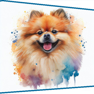 Orange Pomeranian
