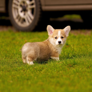 Corgi