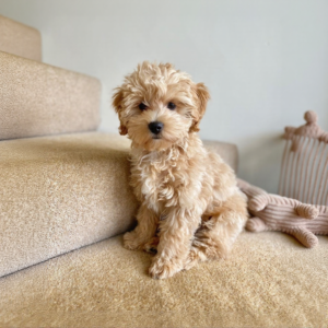 Maltipoo