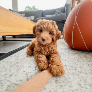 Cavapoo