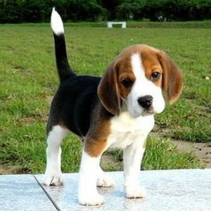 Beagle