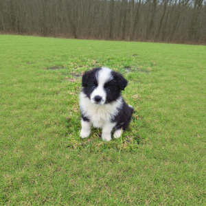Border collie