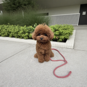 Toy poodle
