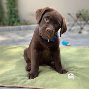 Chocolate Labrador