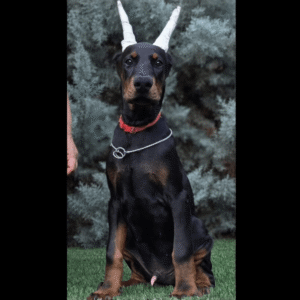 Doberman - Imported