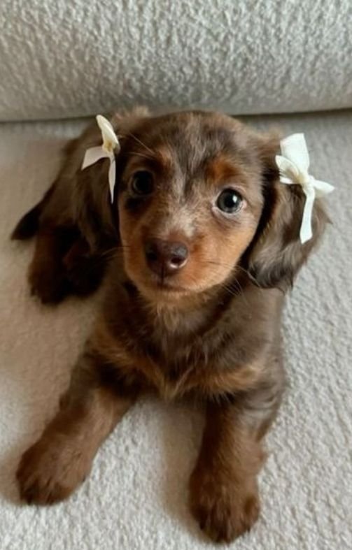 Dachshunds - Image 2