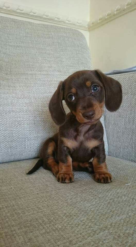 Dachshunds - Image 3