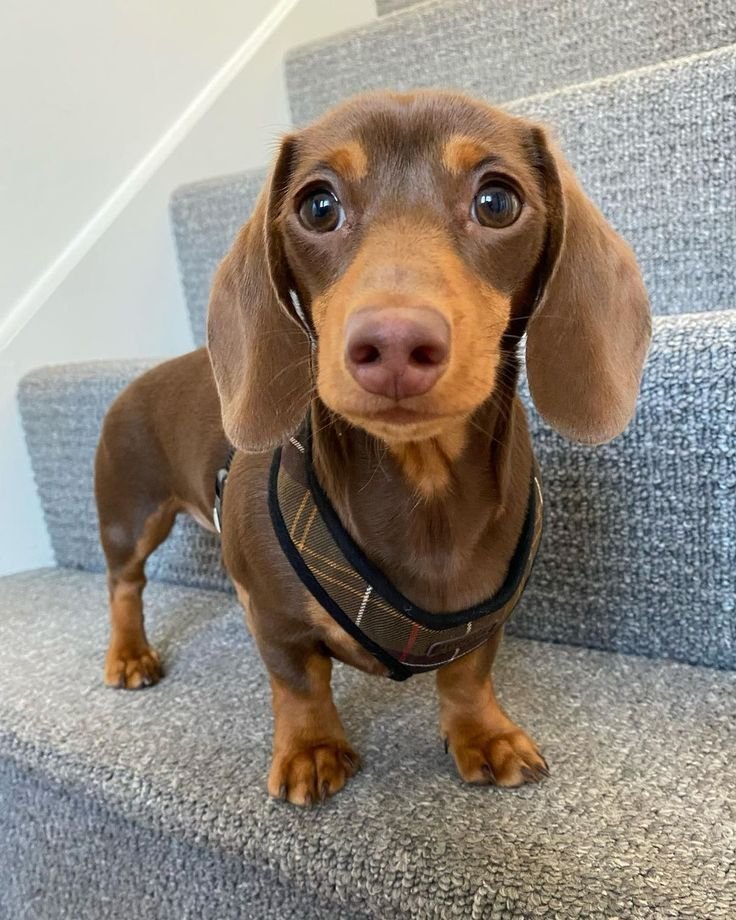 Dachshunds - Image 5