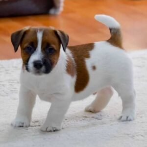 Jack Russel - Imported