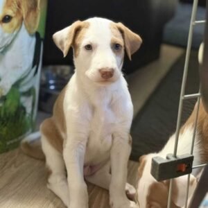 Ibizan Hound - Imported