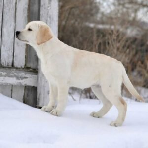 Creamy Labrador - Imported
