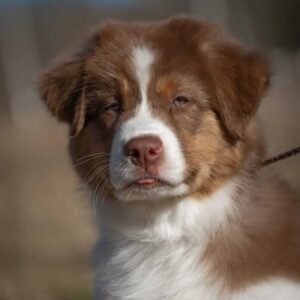 Border Collie - imported