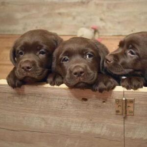 Chocolate Labrador Retrievers  - Imported
