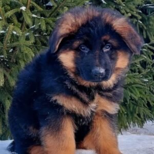 German Shepherd - imported