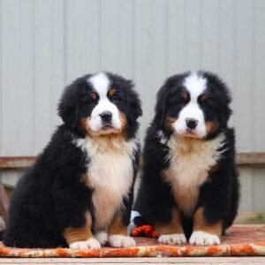 Bernese Mountain - Imported