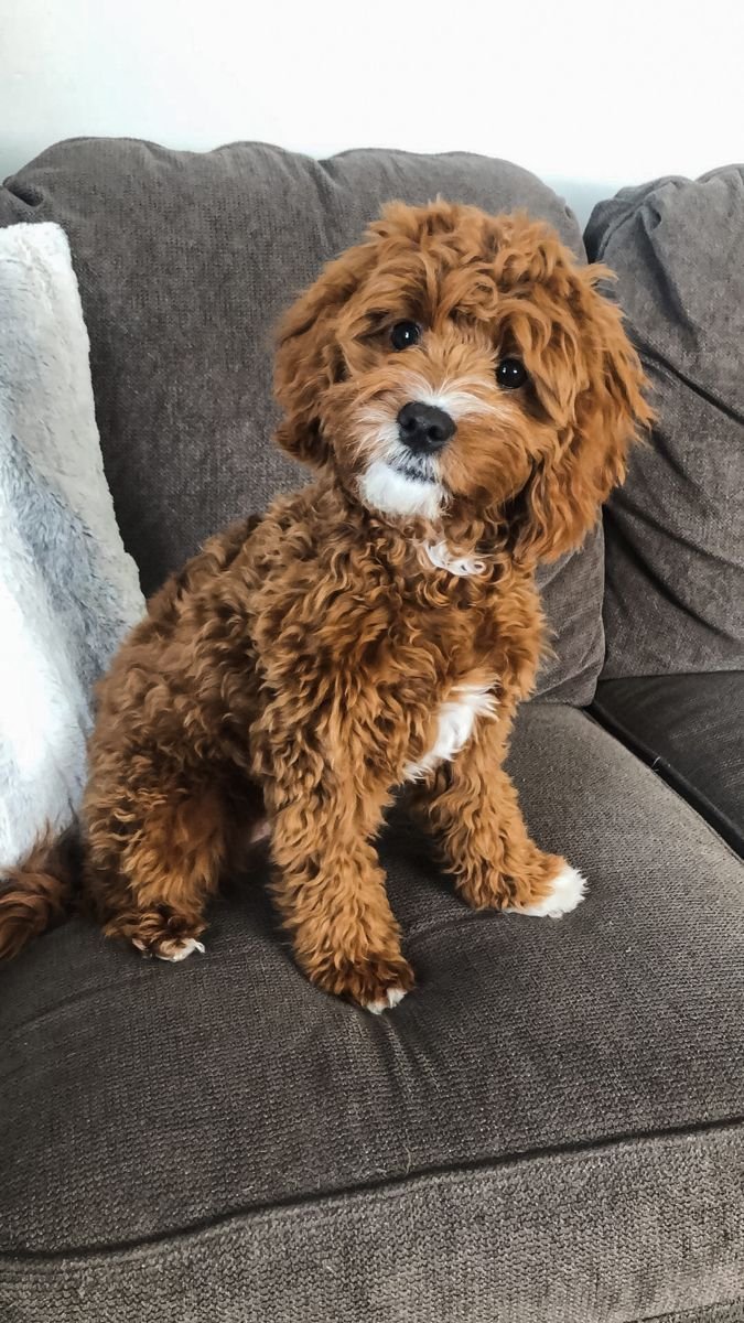 Cavapoo - Image 2