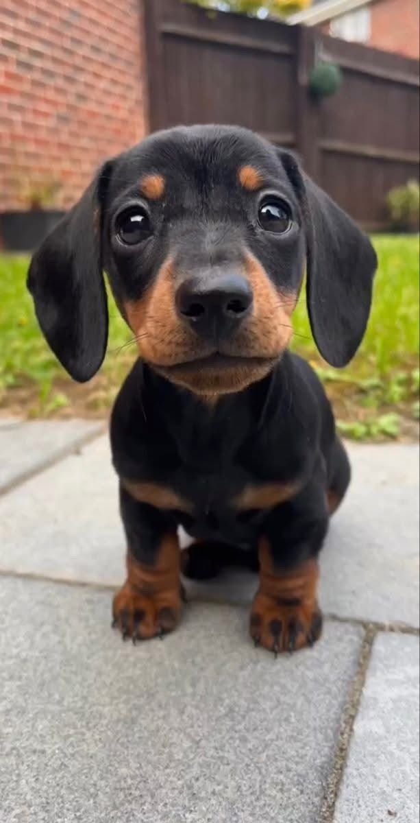 Dachshunds - Image 4